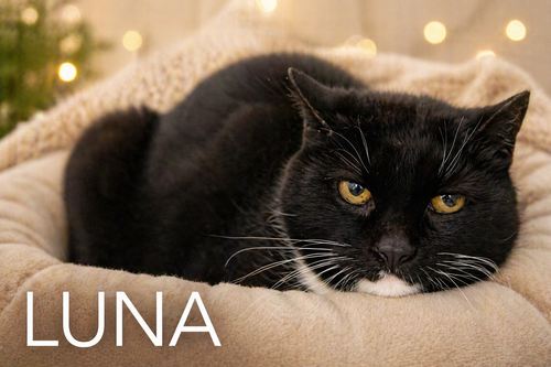 Luna (FCID# 03/13/2026 - 1), an adoptable Tuxedo in Greenville, DE