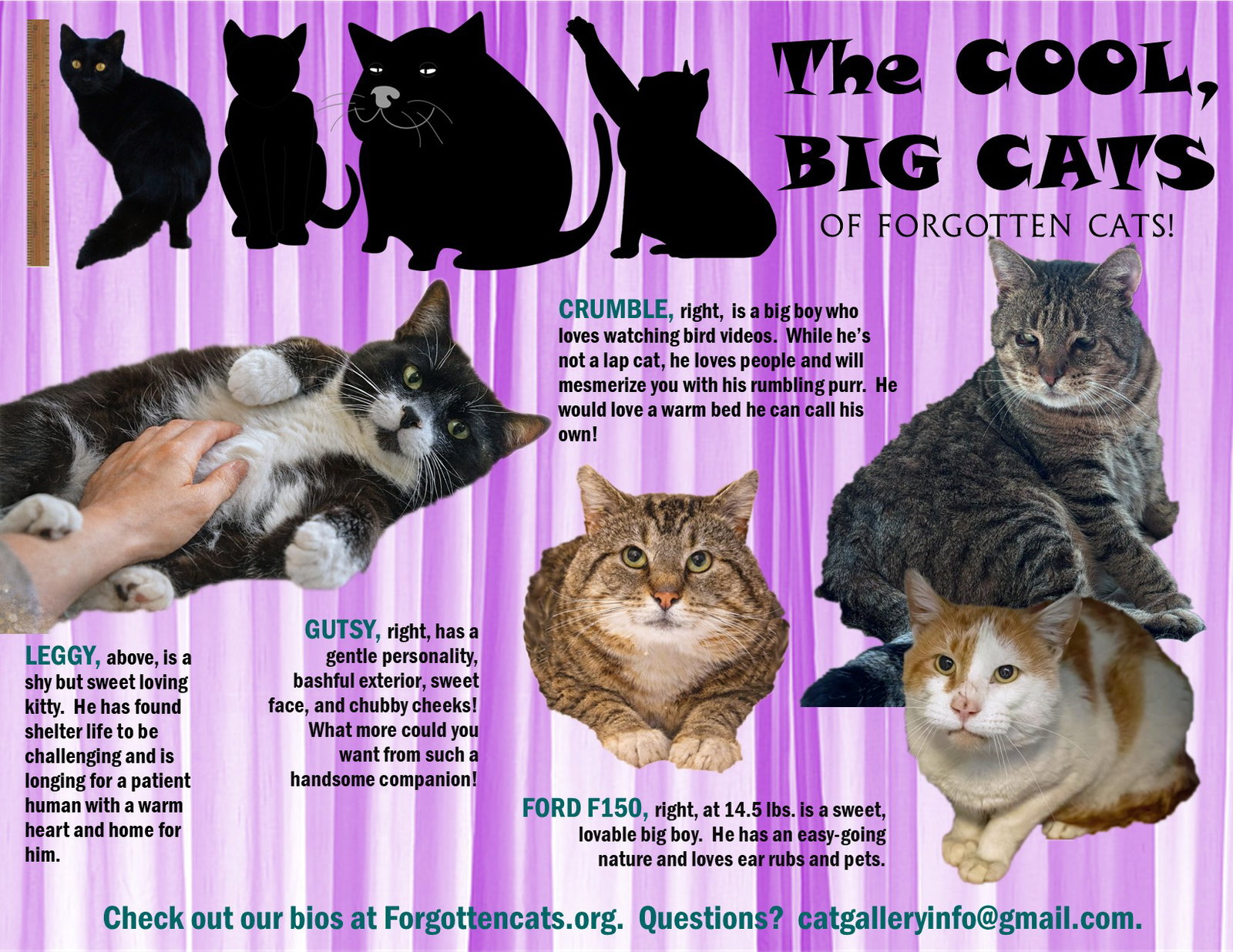 Big Cats:  11+ pounds, Part 4 Image