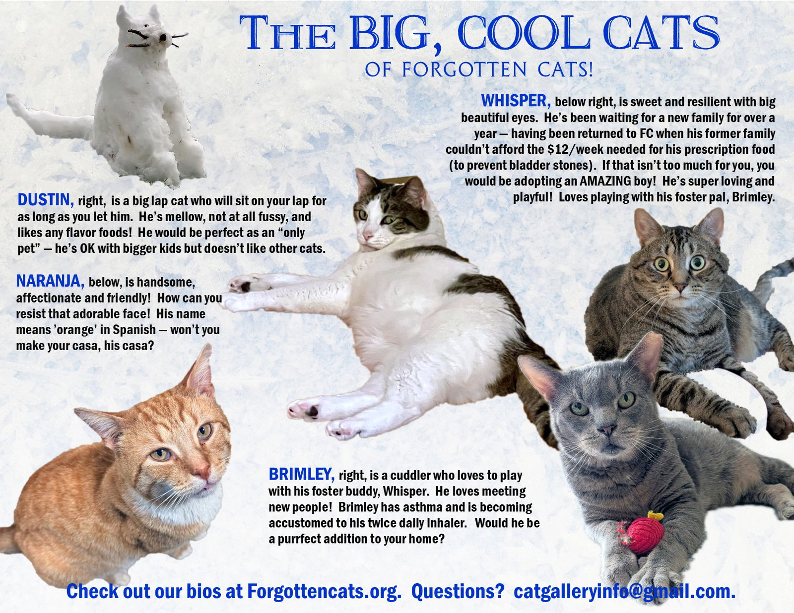 Big Cats:  11+ pounds, Part 2 Image