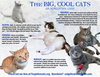 Big Cats:  11+ pounds, Part 2 - Photo 1