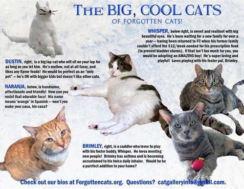 Big Cats: 11+ pounds, Part 2, an adoptable Domestic Short Hair in Greenville, DE