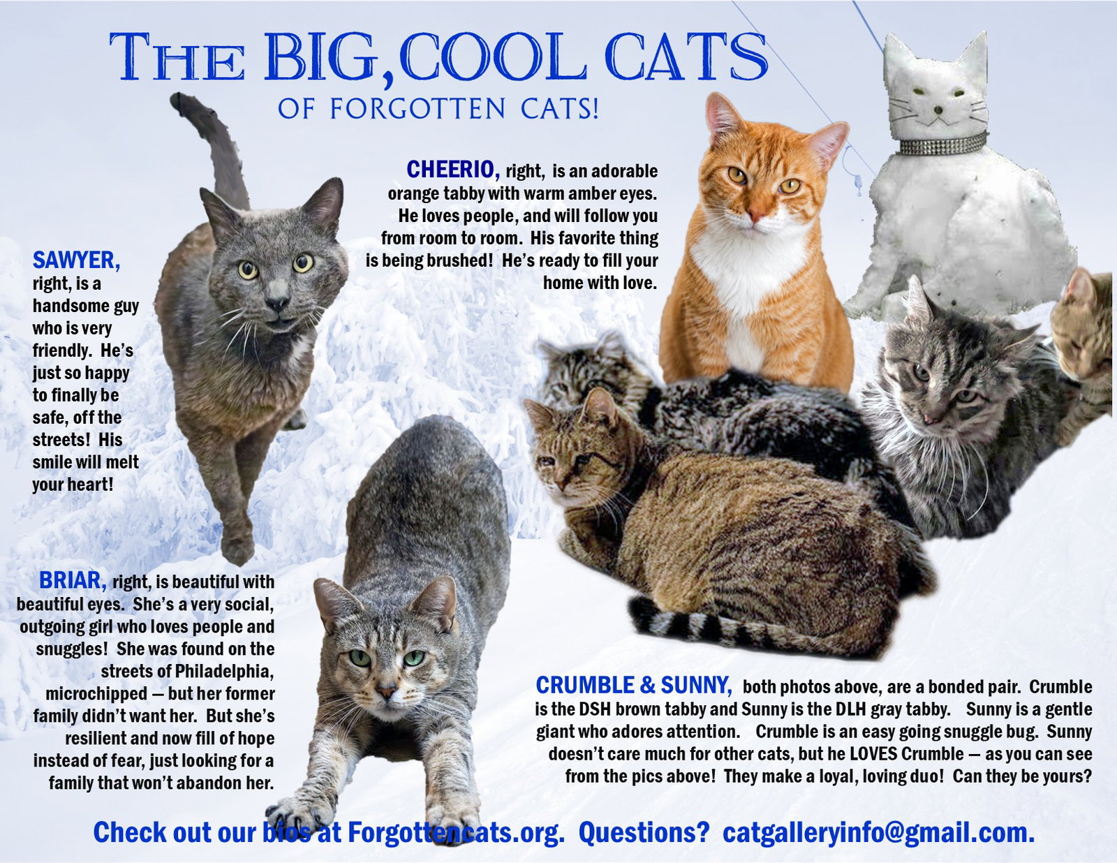 Big Cats:  11+ pounds, Part 2 Image