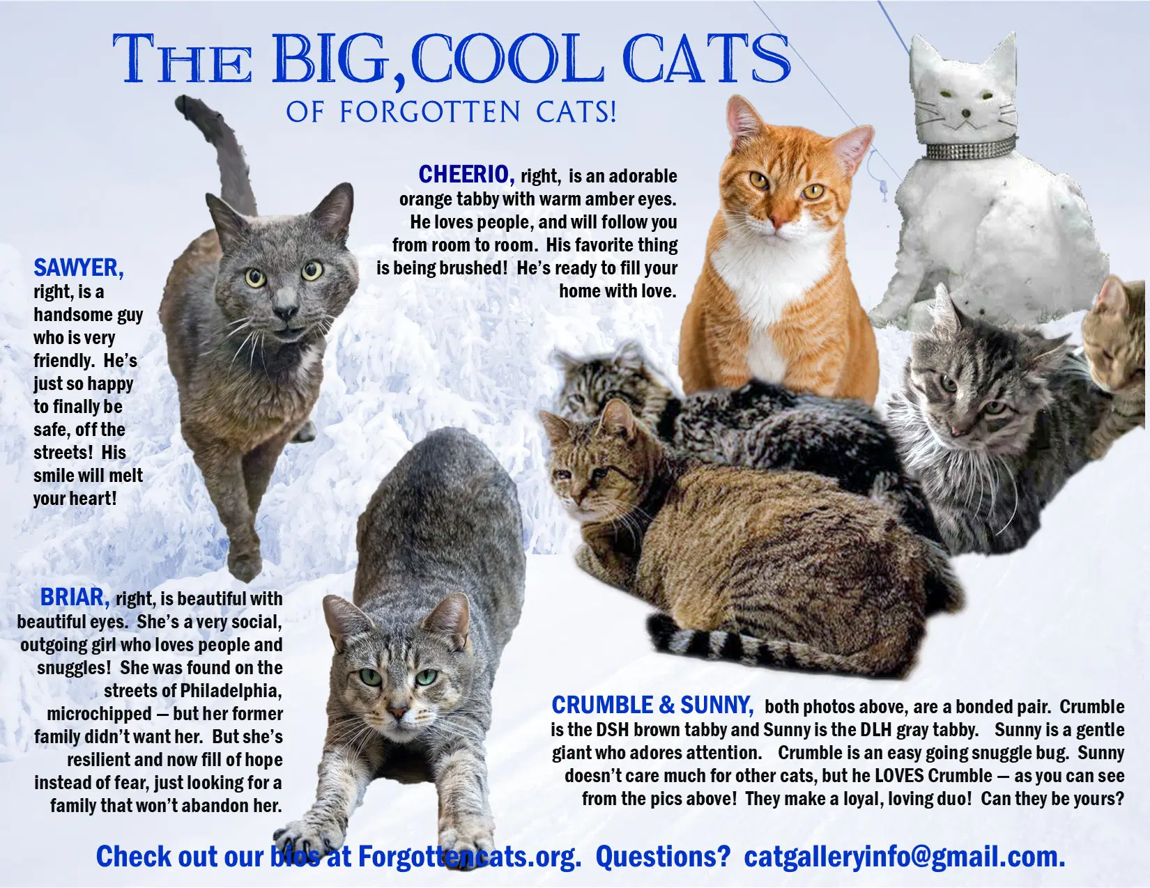 Big Cats  Pounds Part - Domestic Short Hair