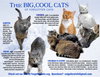 Big Cats:  11+ pounds, Part 2 - Photo 1
