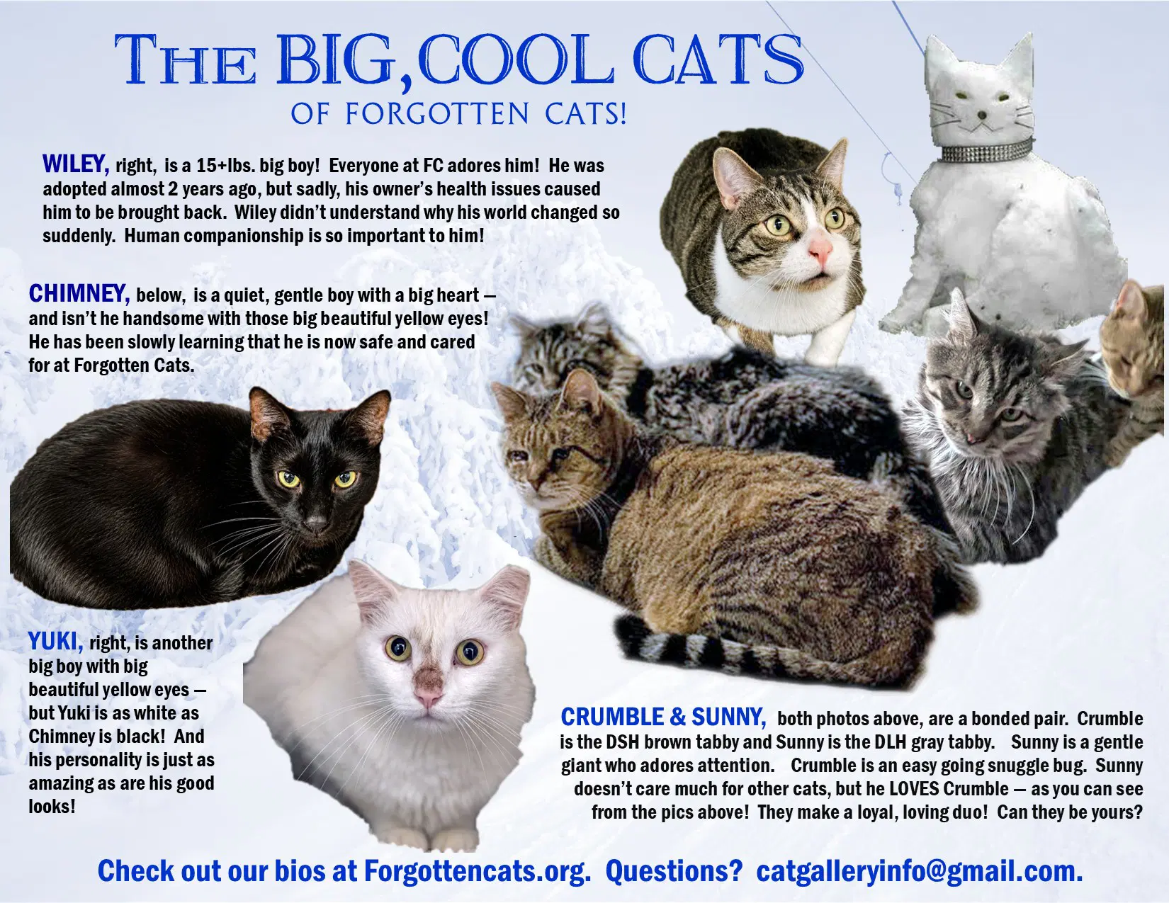 Big Cats  Pounds Part - Domestic Short Hair