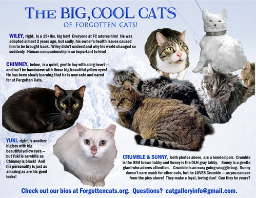 Big Cats: 11+ pounds, Part 2, a cat for adoption from Forgotten Cats, Inc.