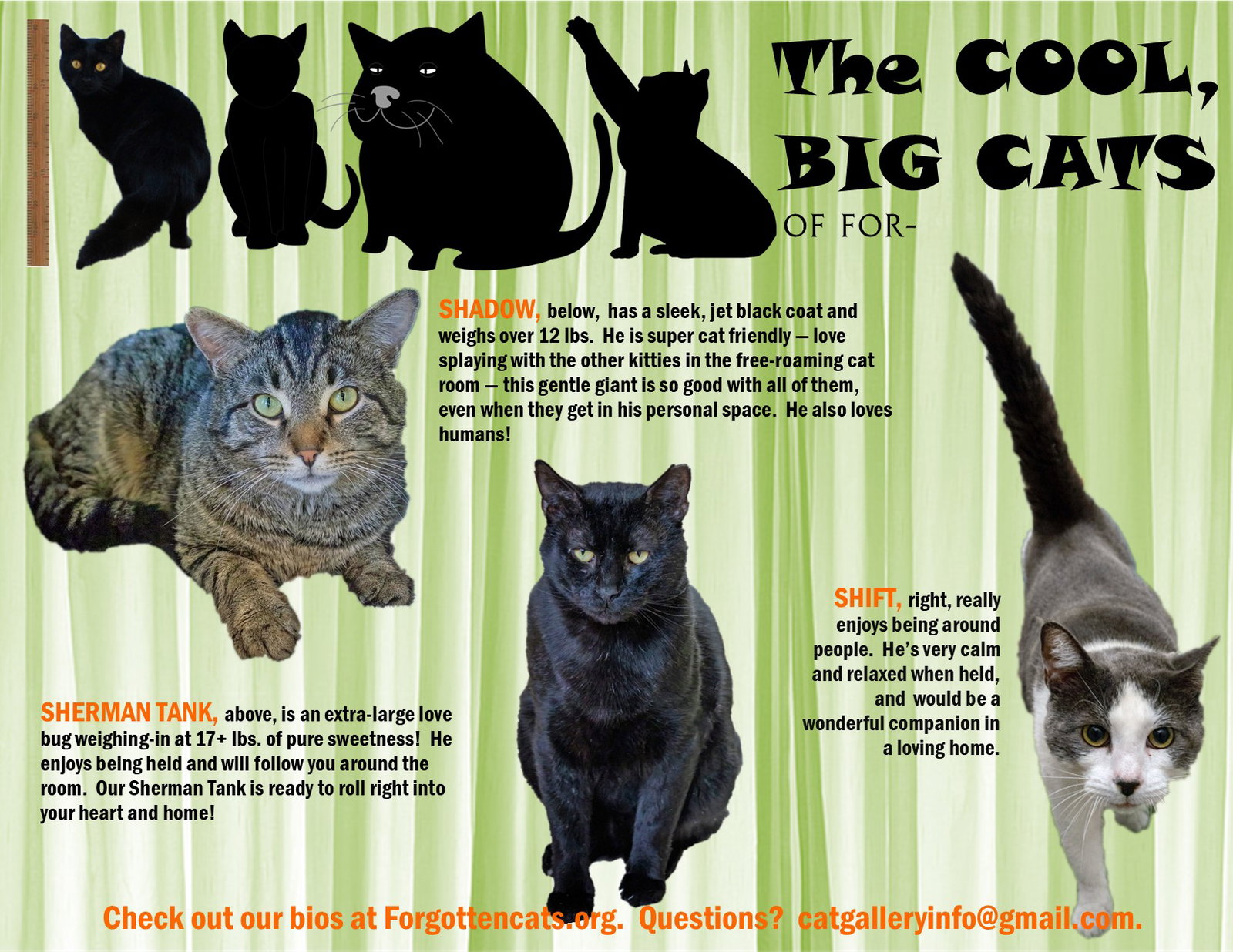 Big Boys:  11+ pounds, Part 5 Image