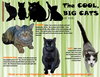 Big Boys:  11+ pounds, Part 5 - Photo 1
