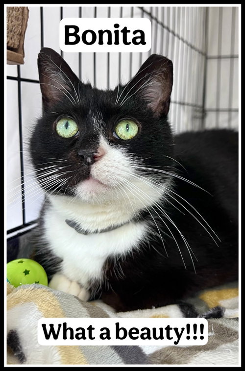 Bonita (01/30/2026-401) Willow Grove PA, an adoptable Tuxedo in Greenville, DE