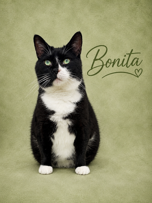 Bonita (01/30/2026-401) Willow Grove PA, an adoptable Tuxedo in Greenville, DE