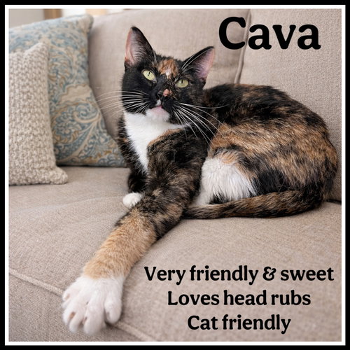 Cava (FCID# 03/06/2026-109) Willow Grove, an adoptable Calico in Greenville, DE