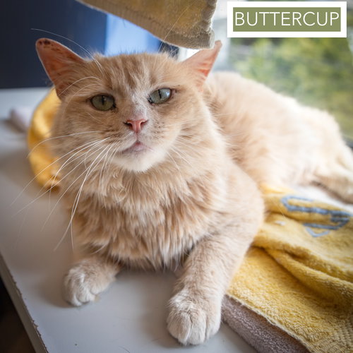 Buttercup: DLH/DMH (FCID# 03/12/26-38 West Chester, Young Domestic Long Hair / Domestic Medium Hair / Mixed (long coat), cat for adoption in Lancaster, Pennsylvania