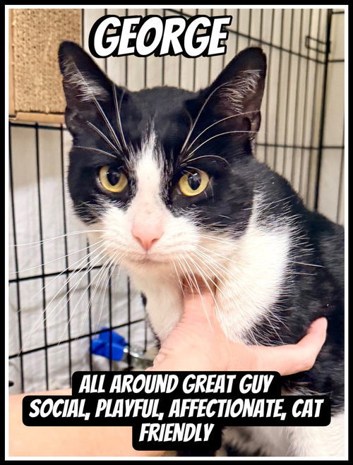 George, Willow Grove, PA (FCID#03/13/2026 - 102), Young Tuxedo (short coat), cat for adoption in Lakewood, New Jersey