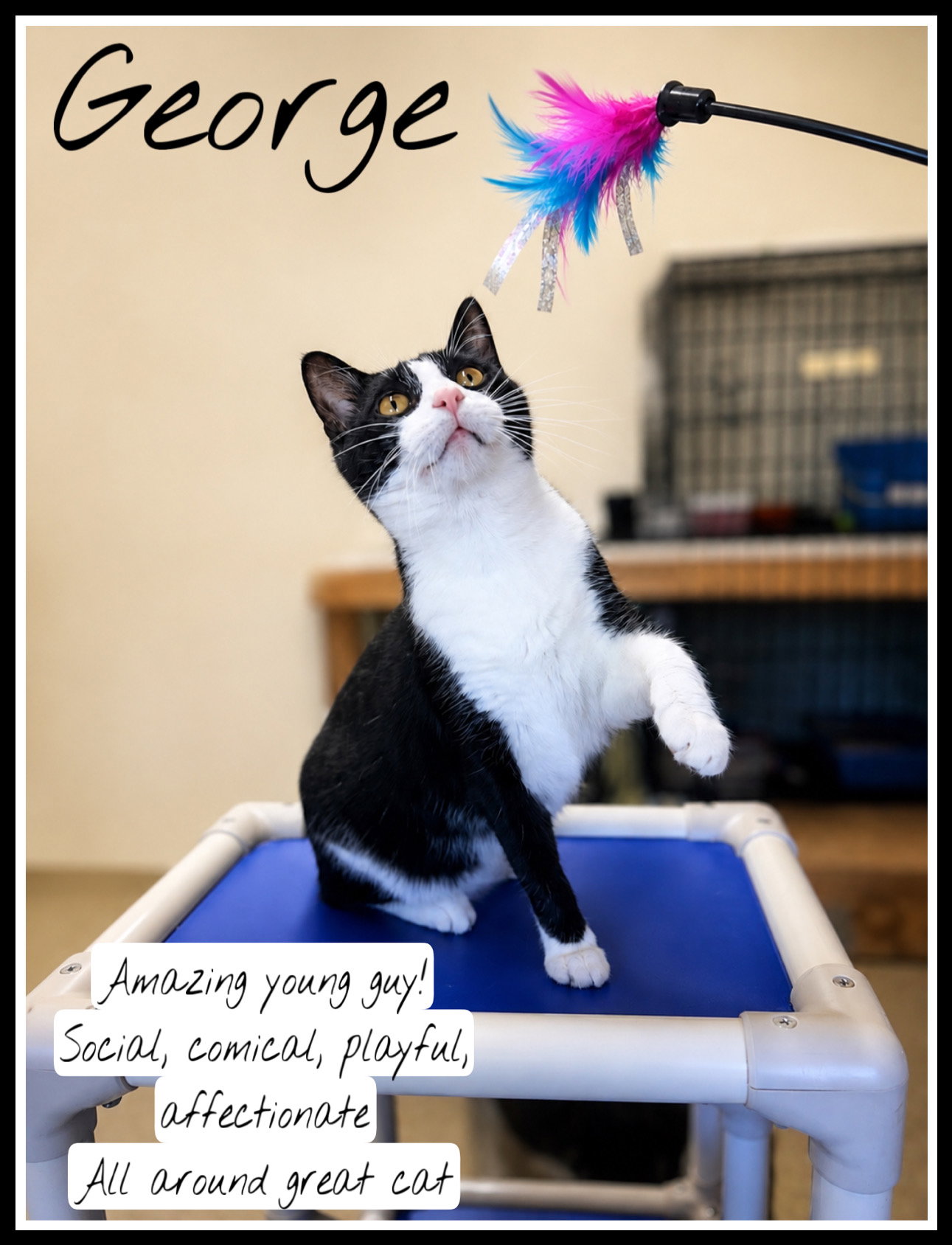 George, Willow Grove, PA (FCID#03/13/2026 - 102), cat