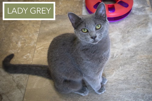 Lady Grey (FCID# 03/16/2026 - 13 Brandywine PS), Young Domestic Short Hair (short coat), cat for adoption in Lancaster, Pennsylvania