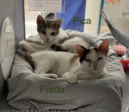 Pica (FCID# 03/18/2026 - 35 West Chester PS) KDC, an adoptable Tabby in Greenville, DE