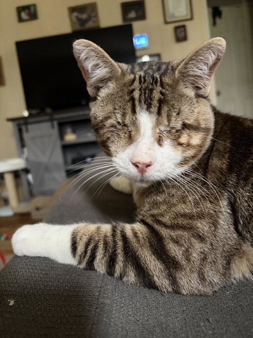 Francis: Blind (FCID# 02/19/2026 - 50) C, Young Tabby (short coat), cat for adoption in Lancaster, Pennsylvania