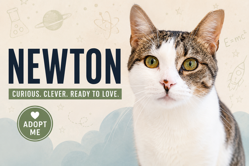 Newton (FCID# 03/16/2026 - 64 Trainer) C, an adoptable Tabby in Greenville, DE