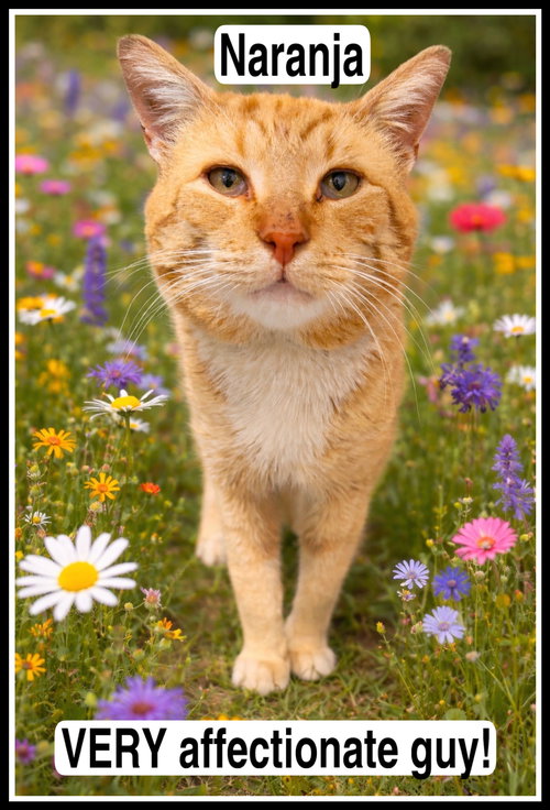 Naranja (FCID#03/27/2026 - 103) Willow Grove, an adoptable Tabby in Greenville, DE