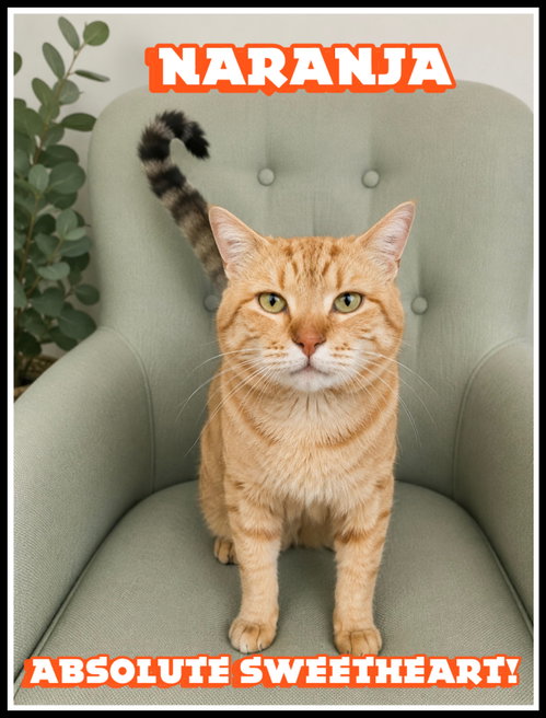 Naranja (FCID#03/27/2026 - 103) Willow Grove, an adoptable Tabby in Greenville, DE