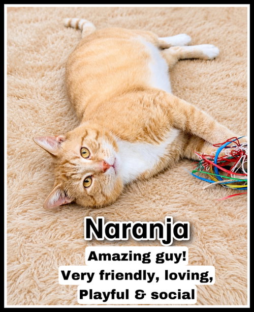 Naranja (FCID#03/27/2026 - 103) Willow Grove
