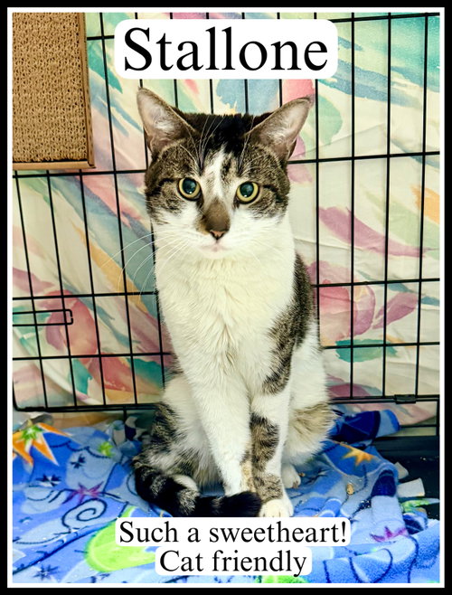 Stallone (FCID #03/27/2026 - 102) Willow Grove, Young Tabby (short coat), cat for adoption in Lakewood, New Jersey