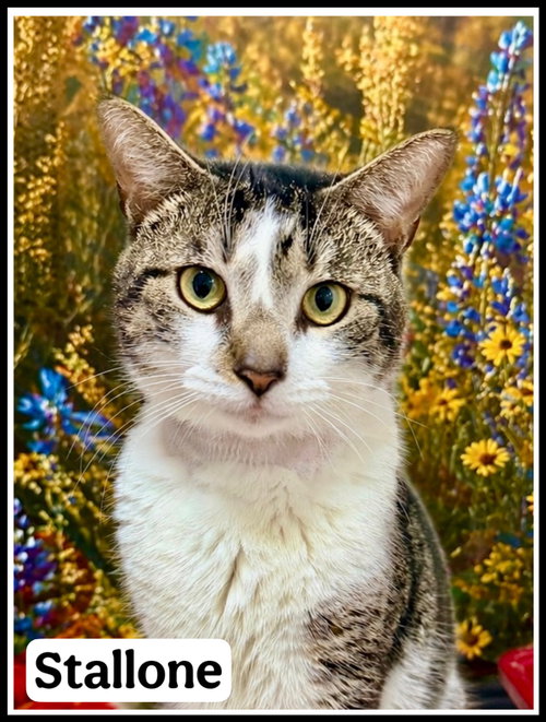 Stallone (FCID #03/27/2026 - 102) Willow Grove, Young Tabby (short coat), cat for adoption in Camden, New Jersey