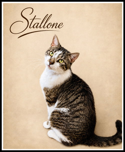 Stallone (FCID #03/27/2026 - 102) Willow Grove, Young Tabby (short coat), cat for adoption in Camden, New Jersey