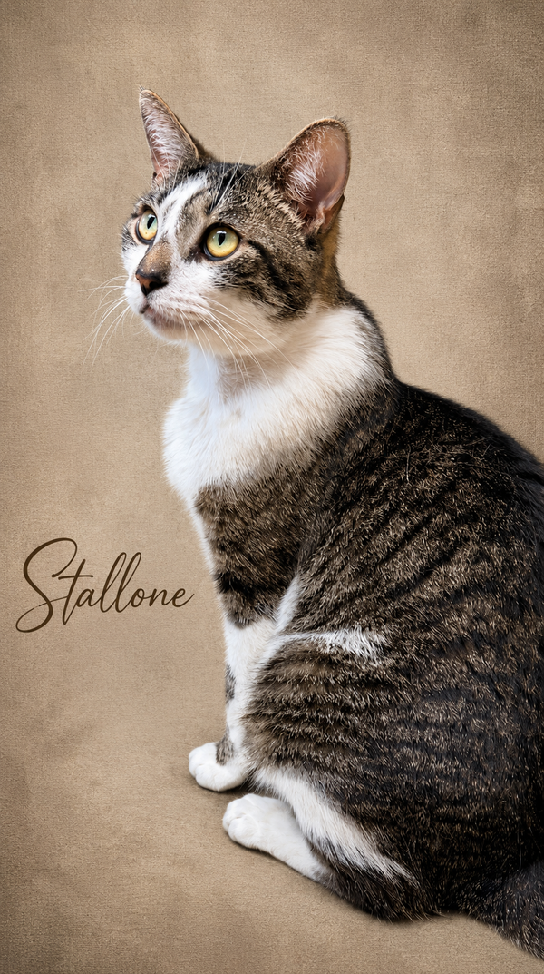 Stallone (FCID #03/27/2026 - 102) Willow Grove