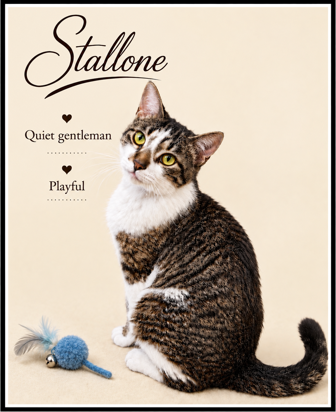 Stallone (FCID #03/27/2026 - 102) Willow Grove