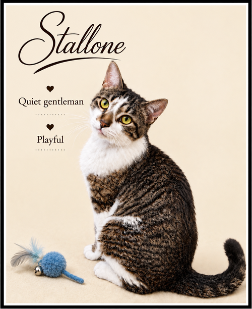 Photo 4 of Stallone (FCID #03/27/2026 - 102) Willow Grove