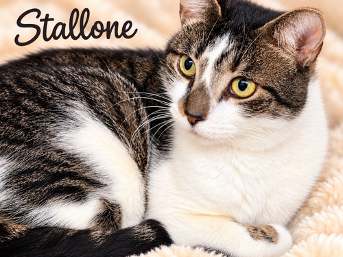 Stallone (FCID #03/27/2026 - 102) Willow Grove, a cat for adoption from Forgotten Cats, Inc.