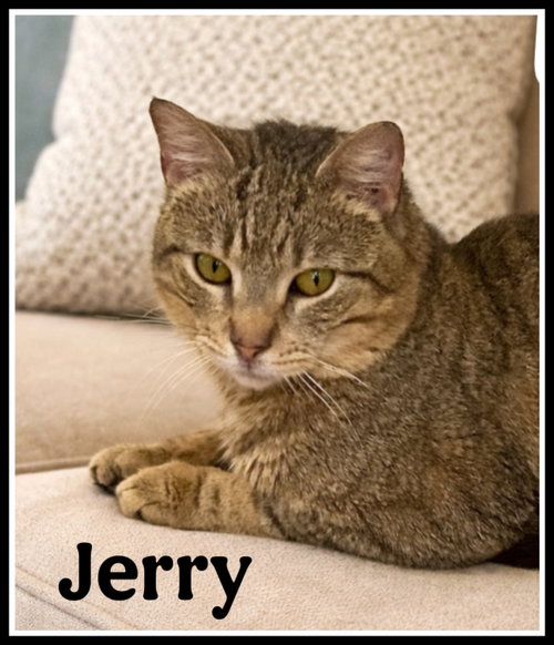 Jerry (FCID# 03/13/2026 - 104) Willow Grove PS, Adult Tabby (short coat), cat for adoption in Lakewood, New Jersey