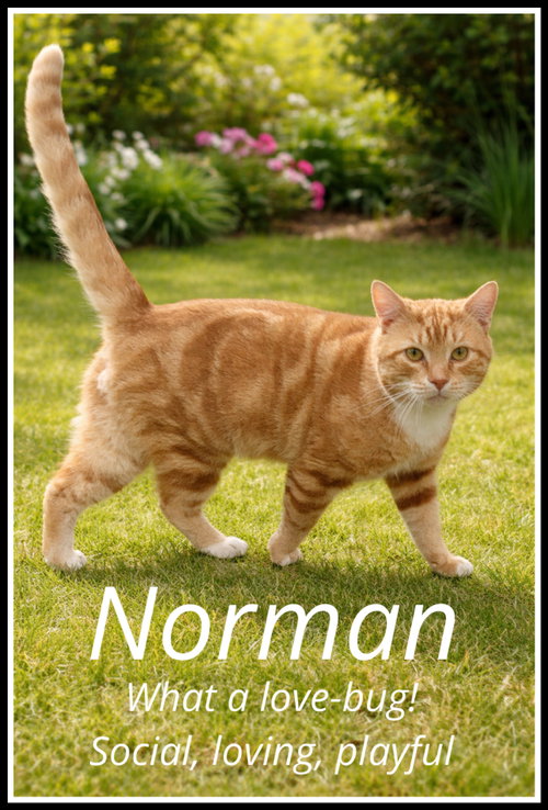 Norman (FCID#03/11/2026-109 Willow Grove, Young Tabby (short coat), cat for adoption in Lakewood, New Jersey