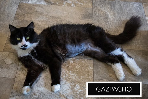 Gazpacho (FCIDS# 03/23/2026 - 18 Trainer), Adult Domestic Short Hair (short coat), cat for adoption in Lancaster, Pennsylvania