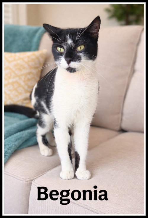 Begonia (FCID# 3/20/2026-106), Young Domestic Short Hair (short coat), cat for adoption in Lakewood, New Jersey