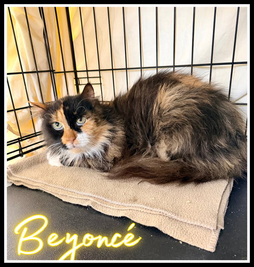 Beyoncé (FCID# 03/25/2026-130, Adult Domestic Long Hair (long coat), cat for adoption in Lakewood, New Jersey