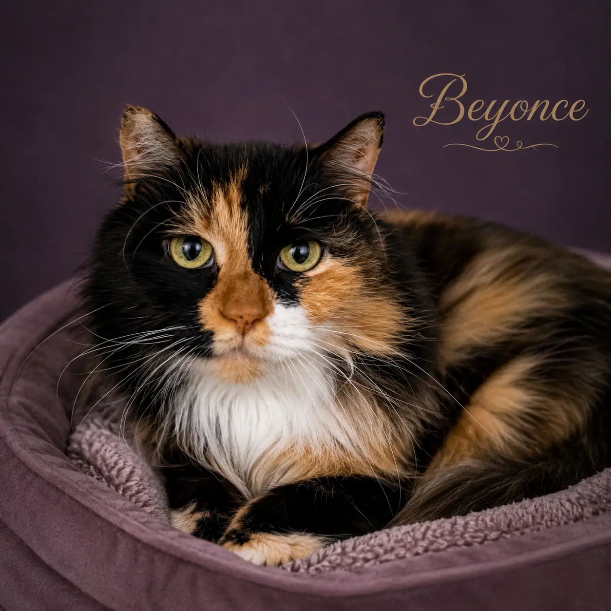 Beyonc Fcid  -  Trainer image 1