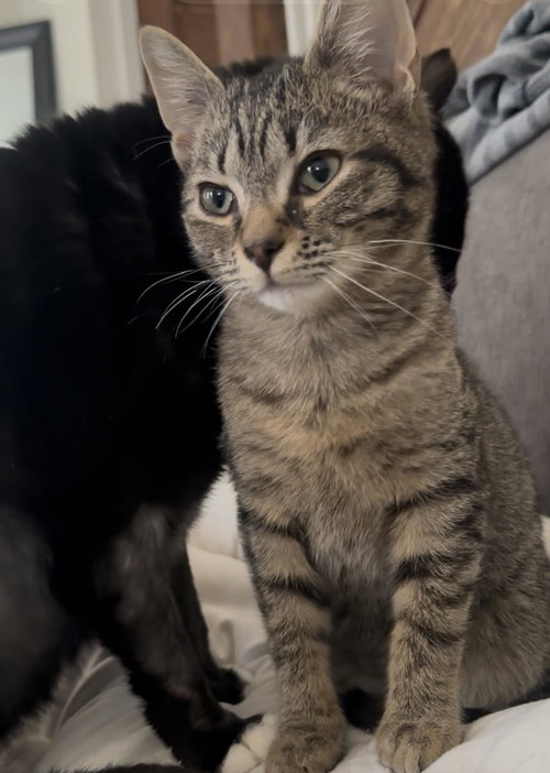 Dunkin (FCID# 12/18/2025 - 8) C, Young Tabby (medium coat), cat for adoption in Lancaster, Pennsylvania