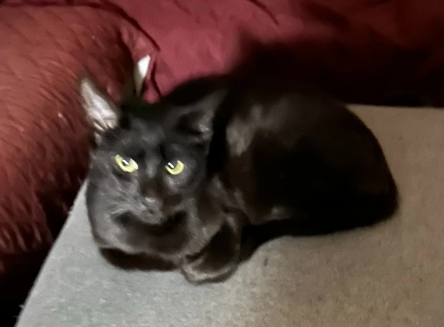 Fig Fcid  -  C - Domestic Short Hair