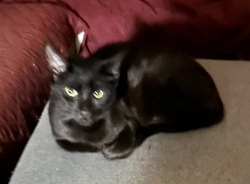 Fig (FCID# 09/02/2025 - 561) C, an adoptable Domestic Short Hair in Greenville, DE