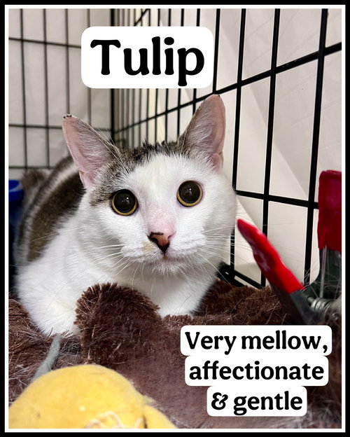 Tulip (FCID# 03/27/2026-104 Willow Grove PS), an adoptable Tabby in Greenville, DE