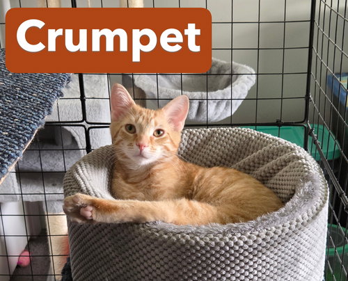 Crumpet (FCID# 01/08/2026 - 57) C, Young Tabby (short coat), cat for adoption in Lancaster, Pennsylvania