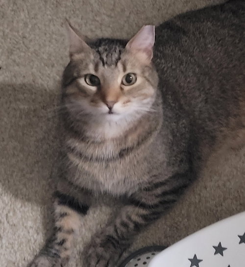 Pawl (FCID# 06/17/2024 - 8), Adult Tabby (short coat), cat for adoption in Lancaster, Pennsylvania