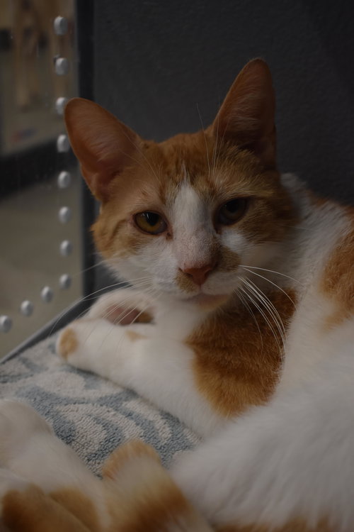 August (FCID# 12/29/2025 - 84 Middletown PS), Young Tabby (short coat), cat for adoption in Dover, Delaware