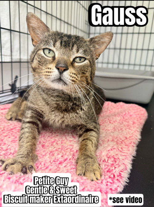 Gauss (FCID# 03/13/2026 - 112) Willow Grove, Young Tabby (short coat), cat for adoption in Lakewood, New Jersey