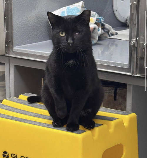 Samson (FCID# 02/10/2026 - 83 Middletown PS), Young Domestic Short Hair (short coat), cat for adoption in Dover, Delaware