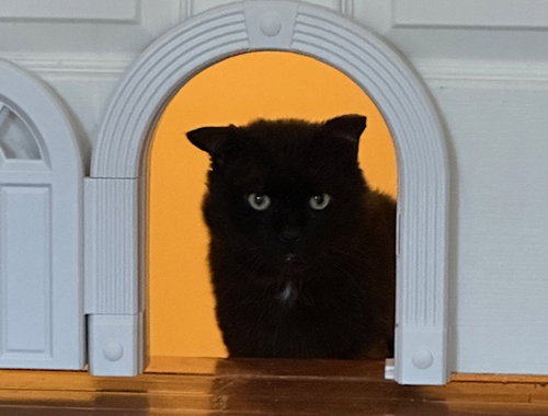 8 (Eight) Ball aka Buddy (FCID# 03/02/2026 - 8) C, Adult Domestic Short Hair (short coat), cat for adoption in Lancaster, Pennsylvania