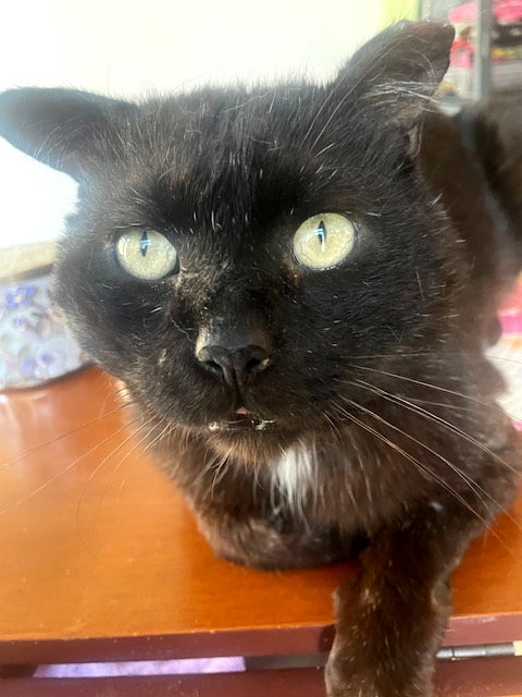Eight Ball (FCID# 03/02/26-8 Christiana PS) C, an adoptable Domestic Short Hair in Greenville, DE