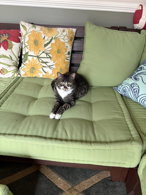 Othello (FCID# 03/23/2026 - 38) KC, Adult Tabby / Tuxedo / Mixed (short coat), cat for adoption in Lancaster, Pennsylvania
